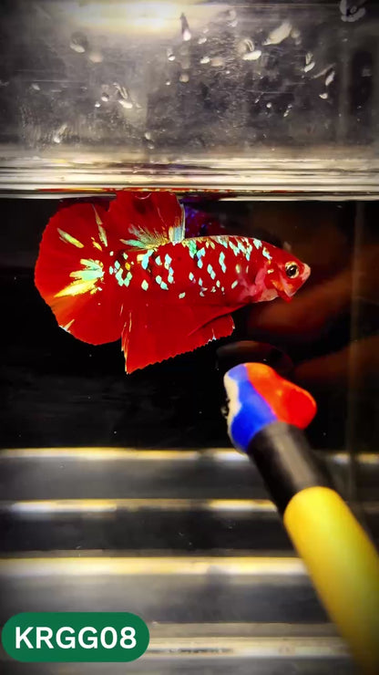 Golden Star Dust Galaxy Plakat Male Betta Fish | Super Rare | You Pick Fish