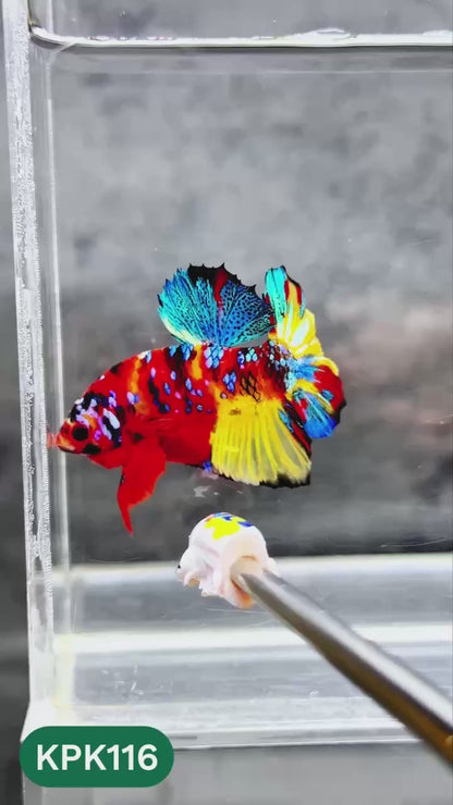 Multicolor Yellow Base Plakat Male Betta Fish | Order Directly From Farm |  You Pick Fish