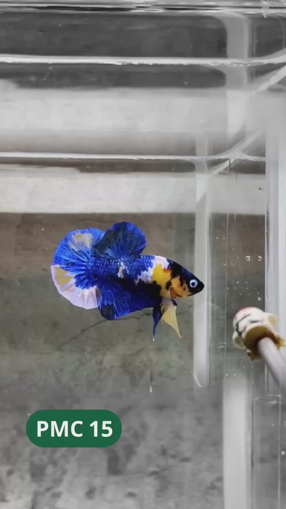 Multicolor Plakat Male Betta Fish |Show Grade|  You Pick Fish