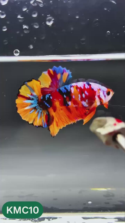 Multicolor Yellow Base Plakat Male Betta Fish | Order Directly From Farm |  You Pick Fish