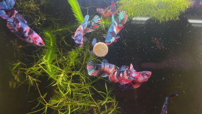 Koi Nemo Black Base Female Betta (Exotic Fish)