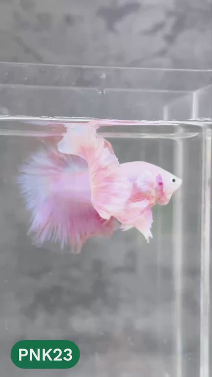 Pink Halfmoon Male Betta Fish | You Pick Fish | Order Directly From Farm