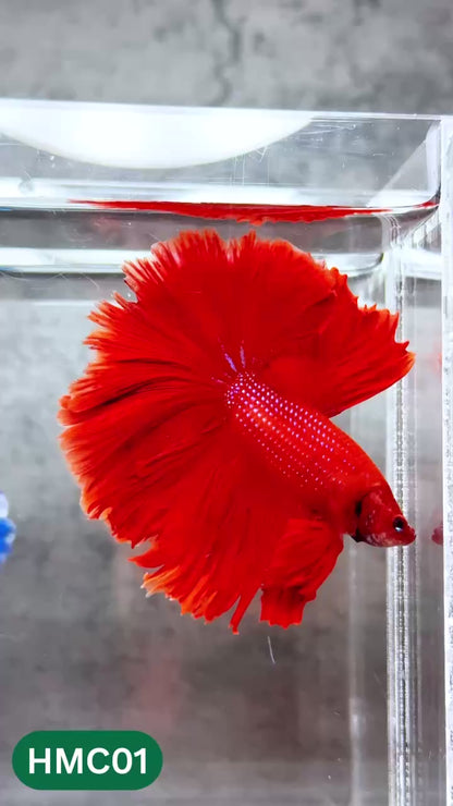Multicolor Halfmoon Male Betta Fish | High Grade | Order Directly From Farm |  You Pick Fish |