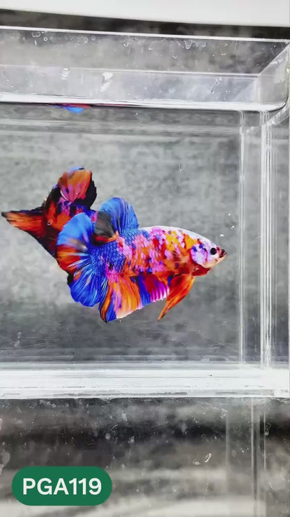 King Giant Plakat Male Betta Fish | You Pick Fish | High Grade