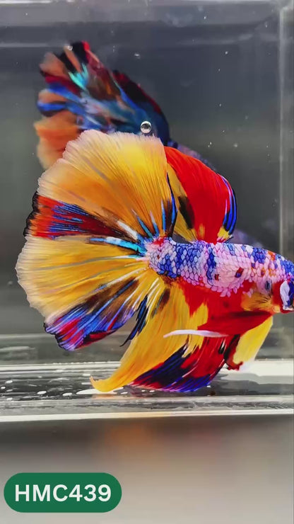 Nemo Halfmoon Male Betta Fish | Order Directly From Farm | You Pick Fish