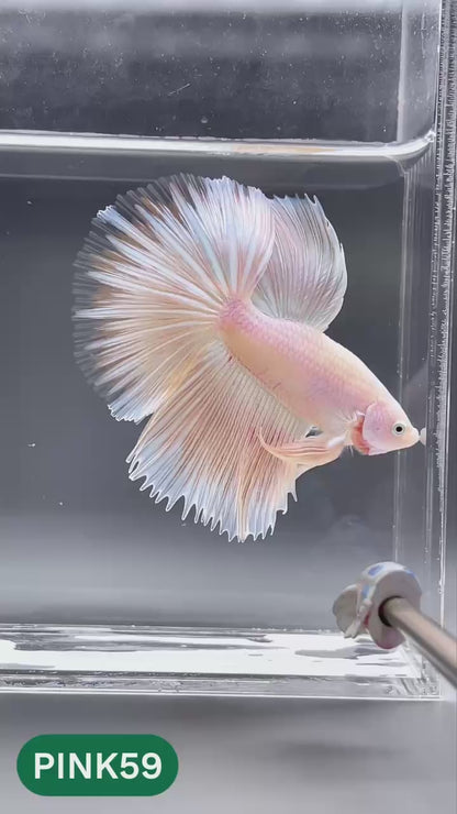 Pink Halfmoon Male Betta Fish | You Pick Fish | Order Directly From Farm