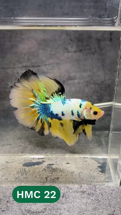 Multicolor Halfmoon Male Betta Fish | High Grade | Order Directly From Farm |  You Pick Fish |