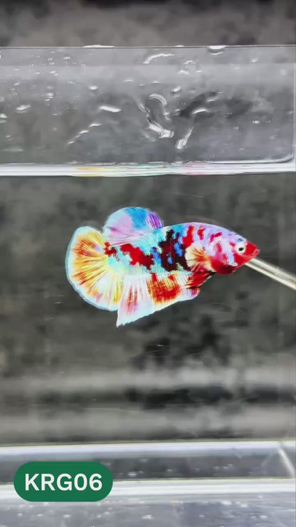 Koi Red Gold Galaxy Plakat Male Betta Fish | You Pick Fish
