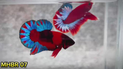 Hellboy Plakat Male Betta Fish | Order Directly From Farm | You Pick Fish