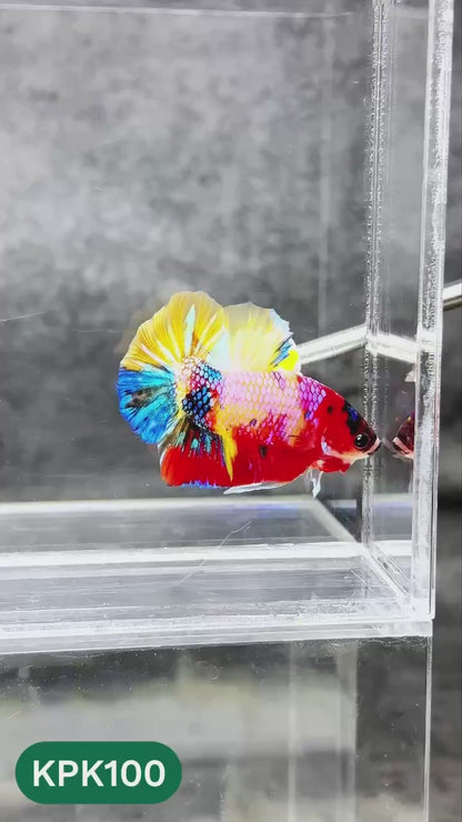 Multicolor Yellow Base Plakat Male Betta Fish | Order Directly From Farm |  You Pick Fish