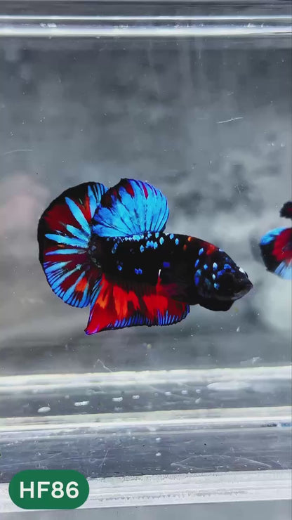 Dark Flame Hellfire Plakat Male Betta Fish | You Pick Fish | Exotic Betta