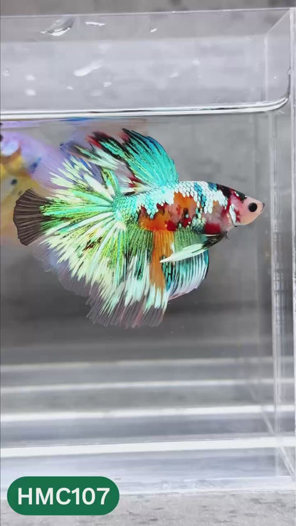 Multicolor Halfmoon Male Betta Fish | High Grade | Order Directly From Farm |  You Pick Fish |
