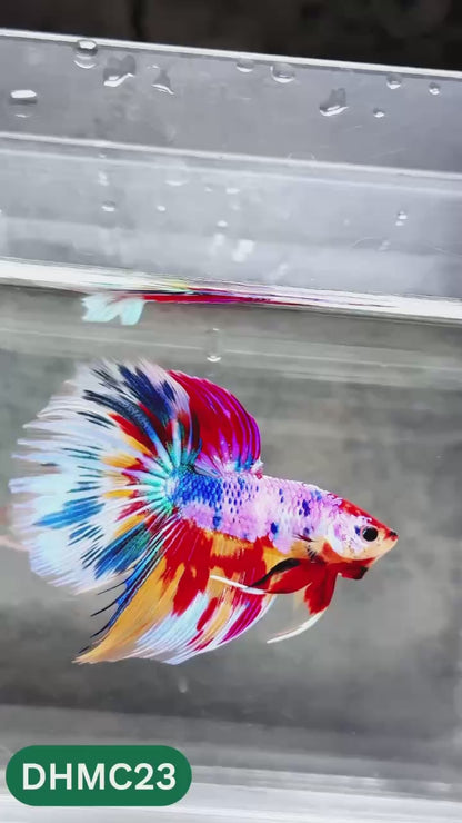 Multicolor Halfmoon Male Betta Fish | High Grade | Order Directly From Farm |  You Pick Fish |
