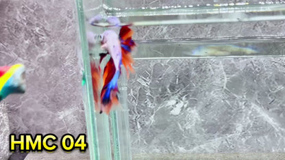 Multicolor Halfmoon Male Betta Fish | High Grade | Order Directly From Farm|  You Pick Fish |