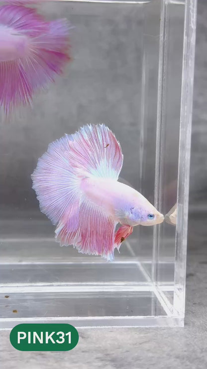 Pink Halfmoon Male Betta Fish | You Pick Fish | Order Directly From Farm