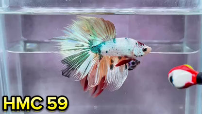 Multicolor Halfmoon Male Betta Fish | Order Directly From Farm | You Pick Fish