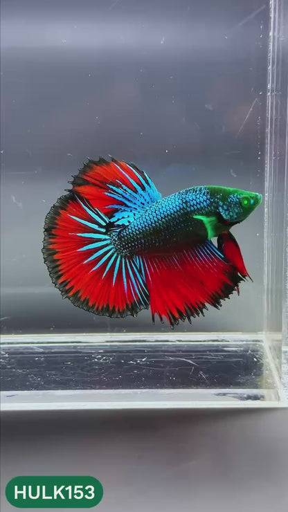 Black Hulk Halfmoon Male Betta Fish | You Pick Fish