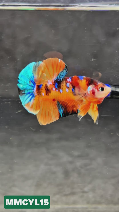 Multicolor Yellow Base Plakat Male Betta Fish | Order Directly From Farm|  You Pick Fish