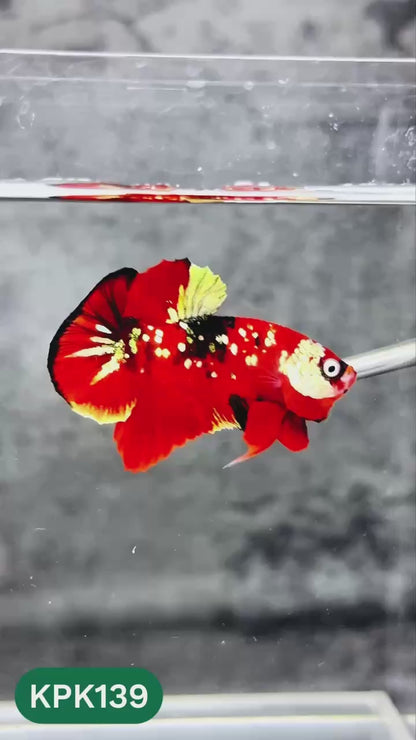 Multicolor Yellow Base Plakat Male Betta Fish | Order Directly From Farm |  You Pick Fish