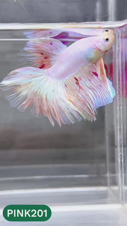 Pink Halfmoon Male Betta Fish | You Pick Fish | Order Directly From Farm