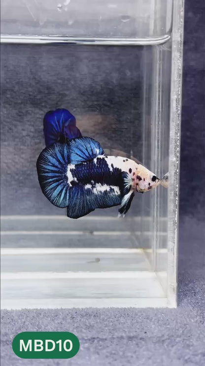 Blue Marble Dot Plakat Male Betta Fish | You Pick Fish