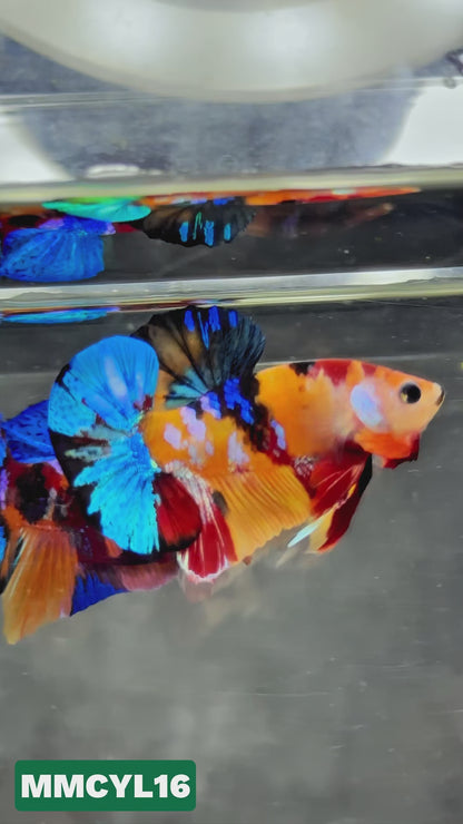 Multicolor Yellow Base Plakat Male Betta Fish | Order Directly From Farm|  You Pick Fish