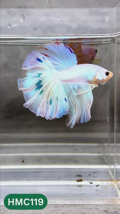 Multicolor Halfmoon Male Betta Fish | High Grade | Order Directly From Farm |  You Pick Fish |