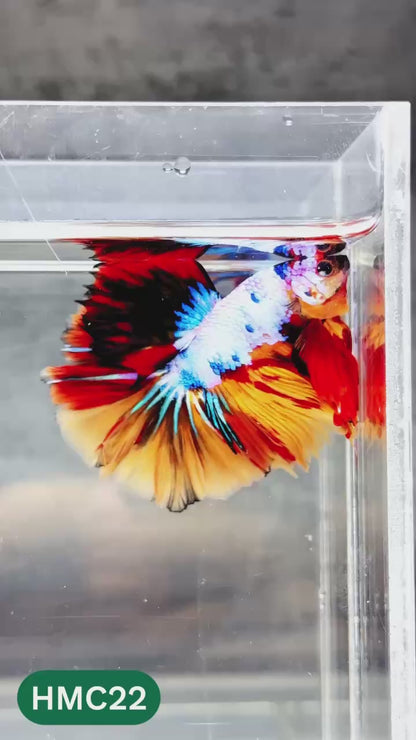 Multicolor Halfmoon Male Betta Fish | High Grade | Order Directly From Farm |  You Pick Fish |
