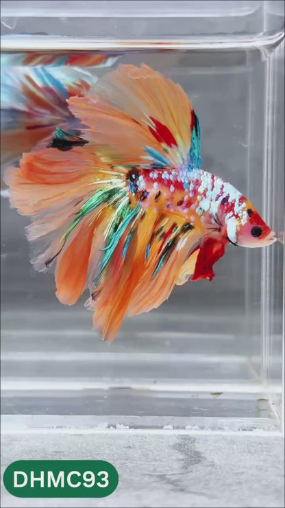 Multicolor Halfmoon Male Betta Fish | Order Directly From Farm | You Pick Fish