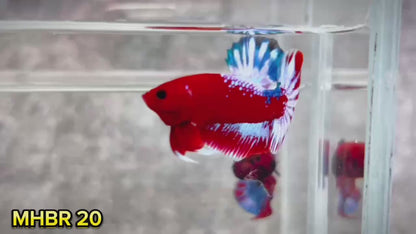 Hellboy Plakat Male Betta Fish | Order Directly From Farm | You Pick Fish