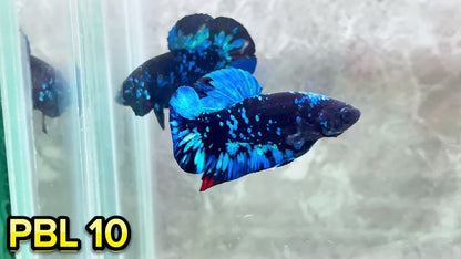 Black Star Nebula Plakat Betta | You Pick Betta | High Grade