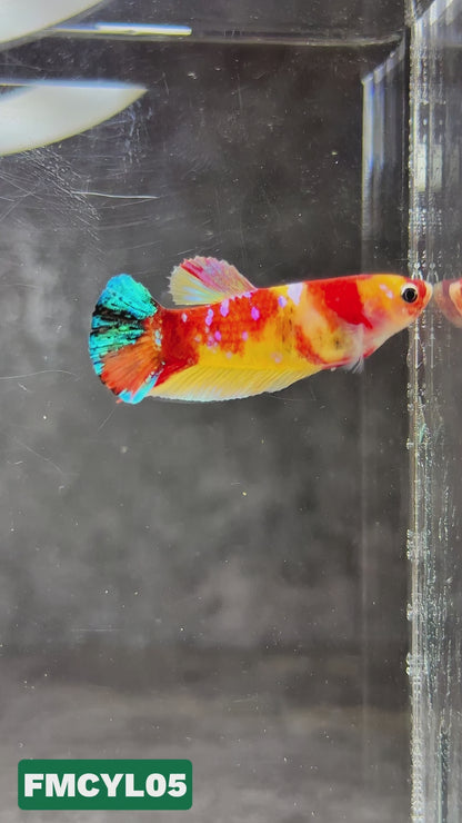 Multicolor Yellow Base Female Betta Fish | You Pick Fish  | High Grade