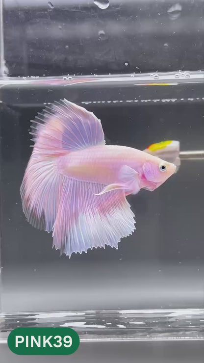 Pink Halfmoon Male Betta Fish | You Pick Fish | Order Directly From Farm