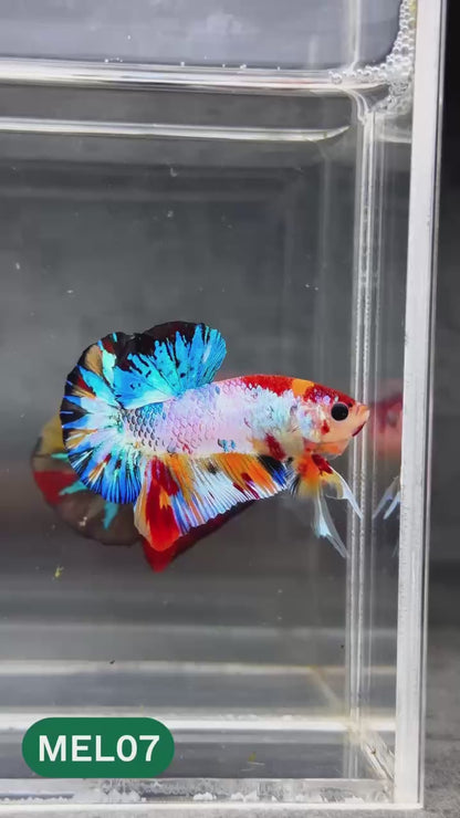Metallic Plakat Betta Fish | You Pick Betta | Show Grade