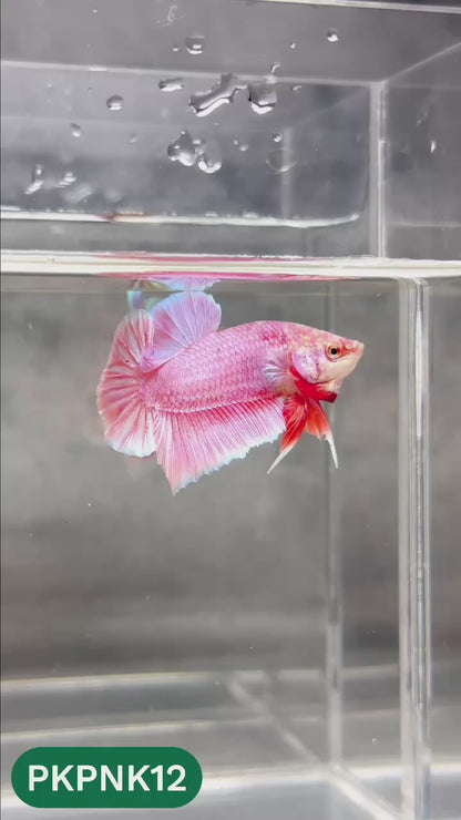 Pink Plakat Male Betta Fish | You Pick Fish | Rare Color
