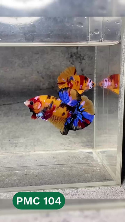 Multicolor Plakat Male Betta Fish |Show Grade|  You Pick Fish