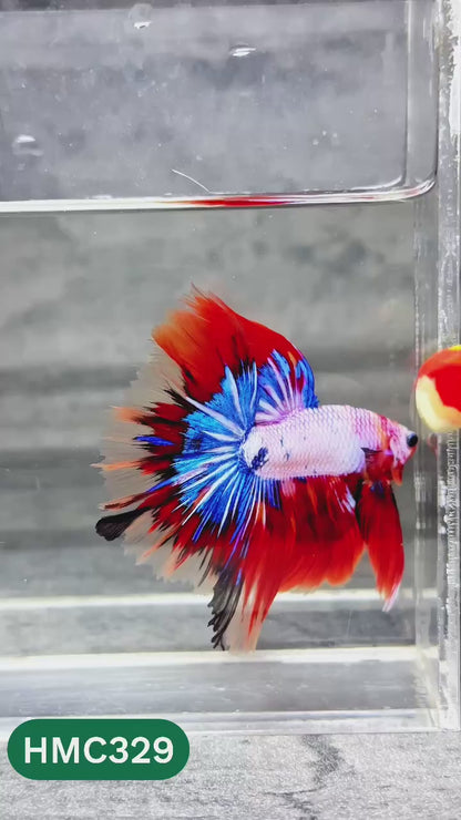 Multicolor Halfmoon Male Betta Fish | High Grade | Order Directly From Farm |  You Pick Fish |