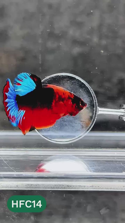 Hellboy Plakat Male Betta Fish | Order Directly From Farm | You Pick Fish