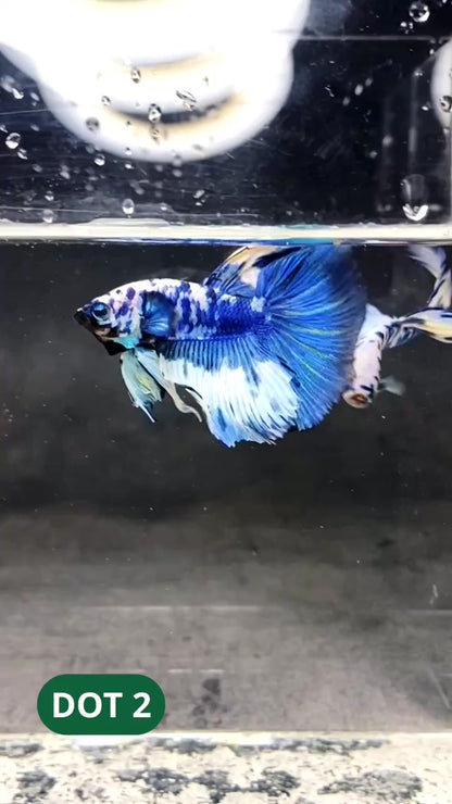 Blue Marble Dot Halfmoon Male Betta Fish | Order Directly From Farm | You Pick Fish