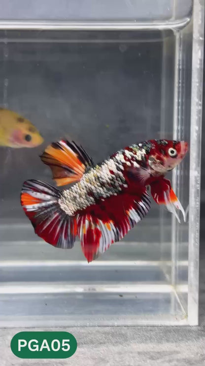 King Giant Plakat Male Betta Fish | You Pick Fish | High Grade