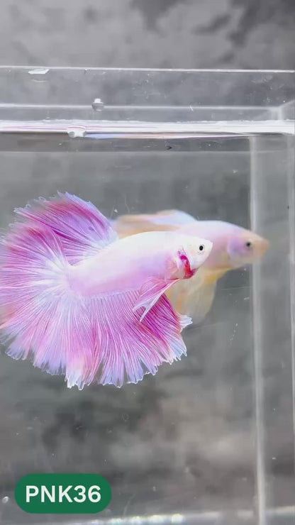 Pink Halfmoon Male Betta Fish | You Pick Fish | Order Directly From Farm