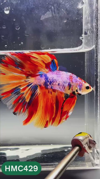 Nemo Halfmoon Male Betta Fish | Order Directly From Farm | You Pick Fish