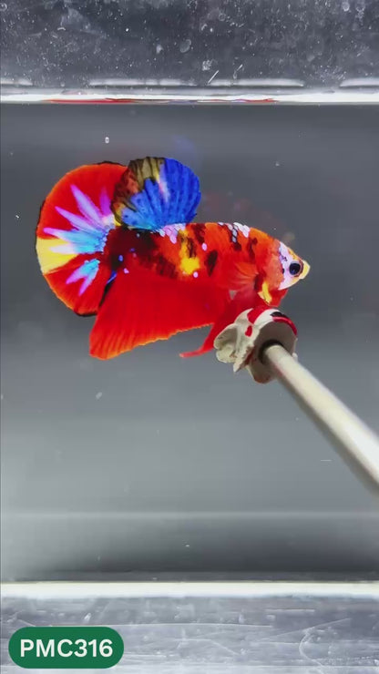 Multicolor Plakat Male Betta Fish | Show Grade |  You Pick Fish
