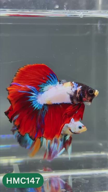 Multicolor Halfmoon Male Betta Fish | Order Directly From Farm | You Pick Fish