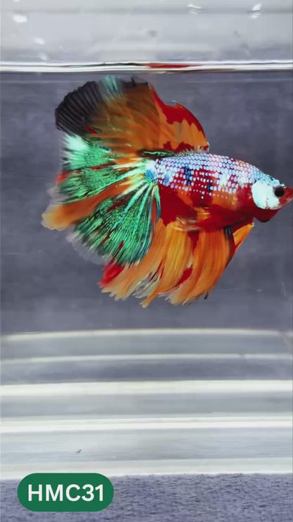 Multicolor Halfmoon Male Betta Fish | Order Directly From Farm | You Pick Fish