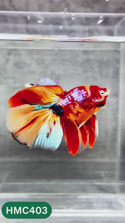 Multicolor Halfmoon Male Betta Fish | Order Directly From Farm | You Pick Fish