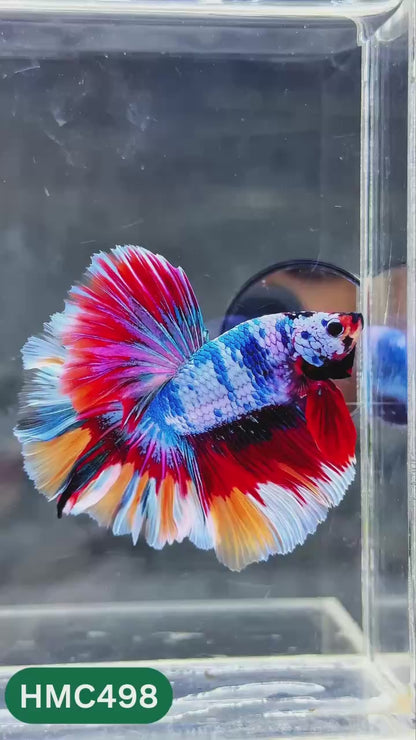 Multicolor Halfmoon Male Betta Fish | High Grade | Order Directly From Farm |  You Pick Fish |