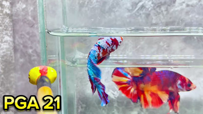 King Giant Plakat Male Betta Fish | You Pick Fish | High Grade