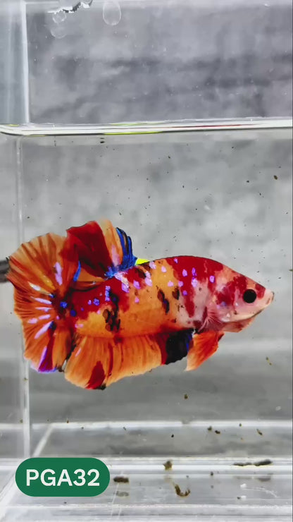 King Giant Plakat Male Betta Fish | You Pick Fish | High Grade