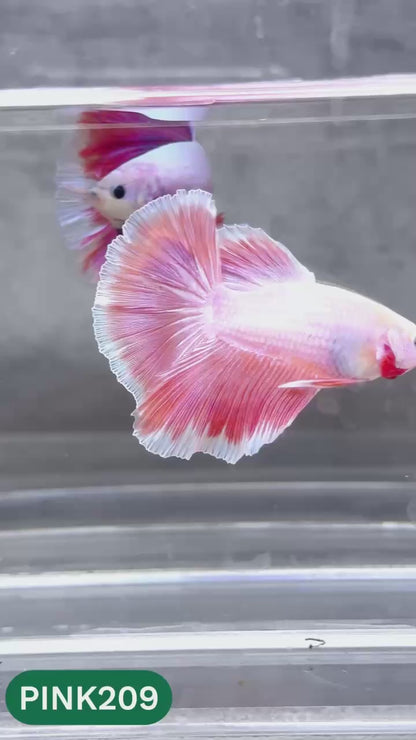 Pink Halfmoon Male Betta Fish | You Pick Fish | Order Directly From Farm